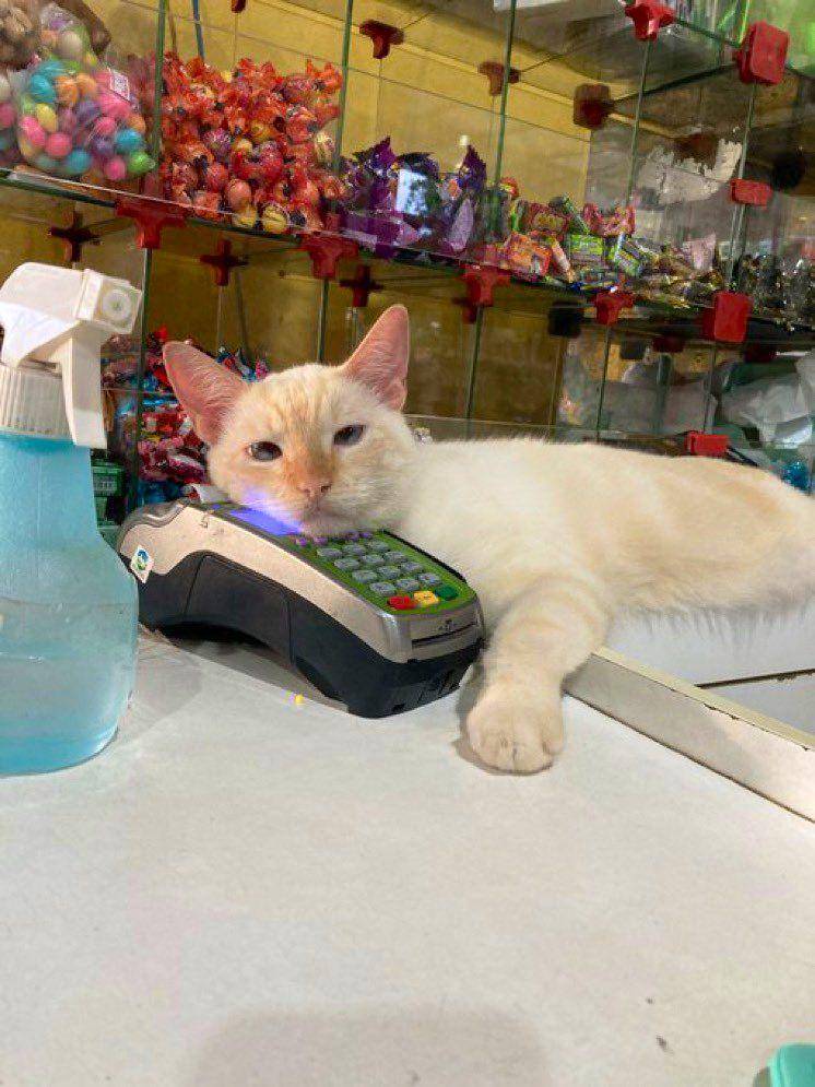 kucing di etalase (twitter.com/Bodegacats_)