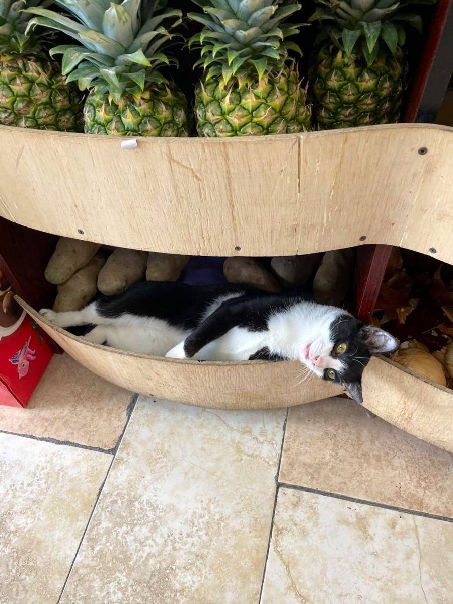 kucing di etalase (twitter.com/Bodegacats_)
