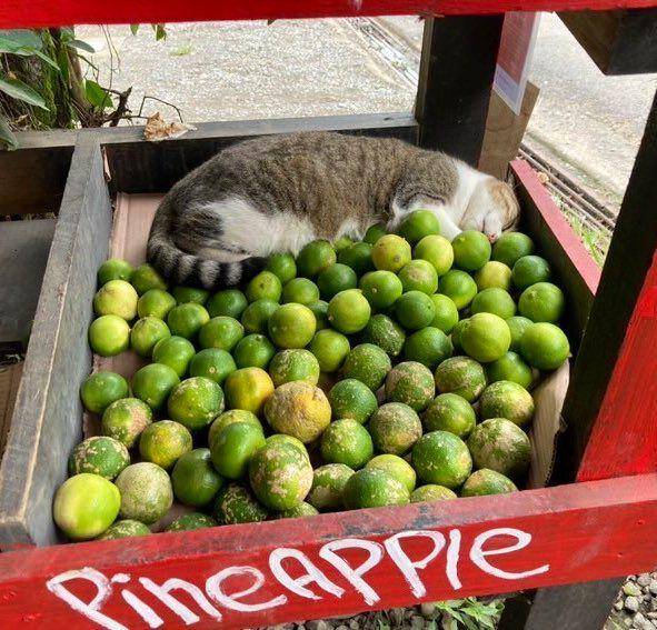 kucing di etalase (twitter.com/Bodegacats_)