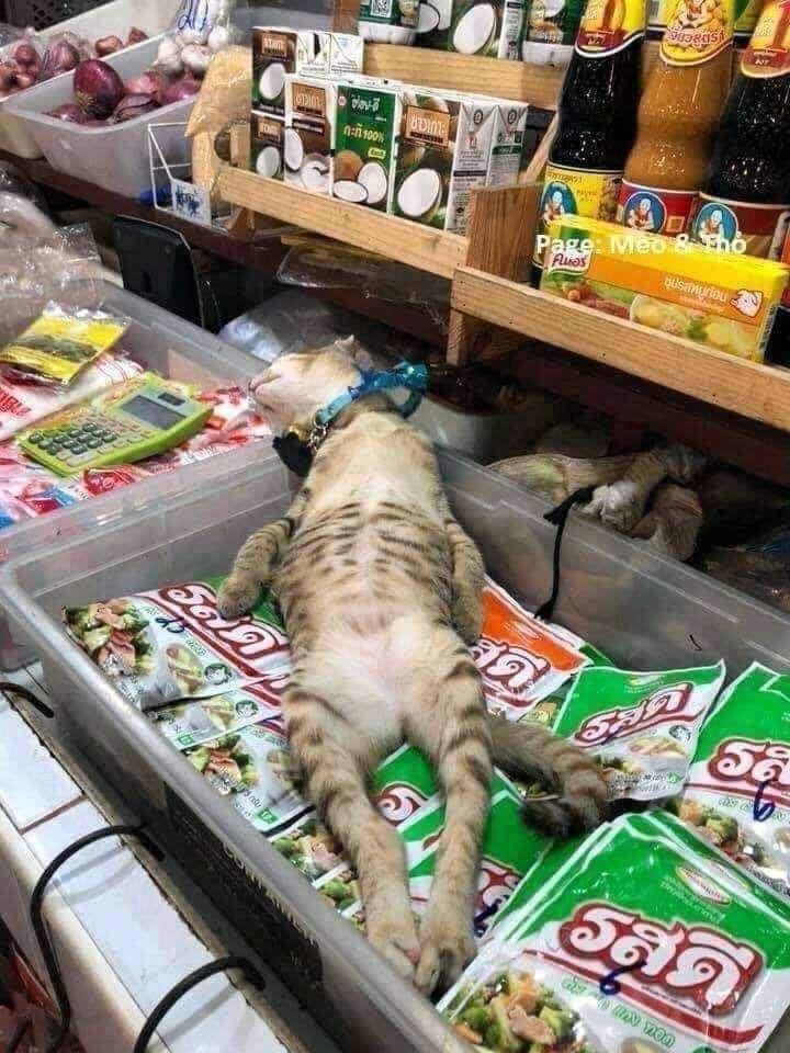 kucing di etalase (twitter.com/ulat_bulu_bulu)