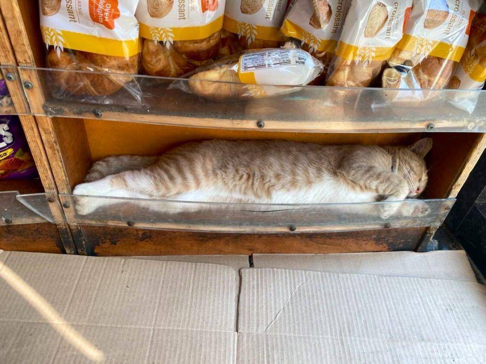 kucing di etalase (twitter.com/Bodegacats_)