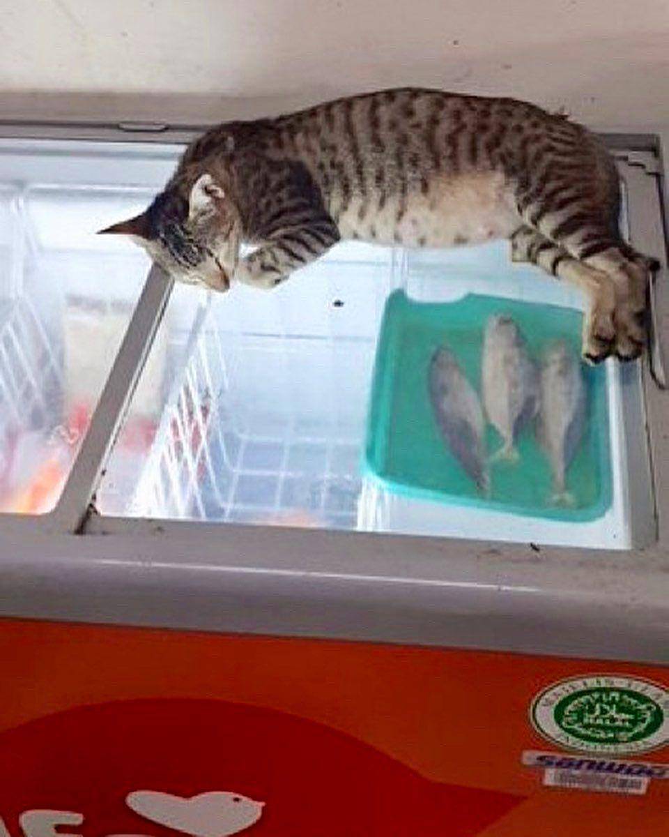 kucing di etalase (twitter.com/Bodegacats_)