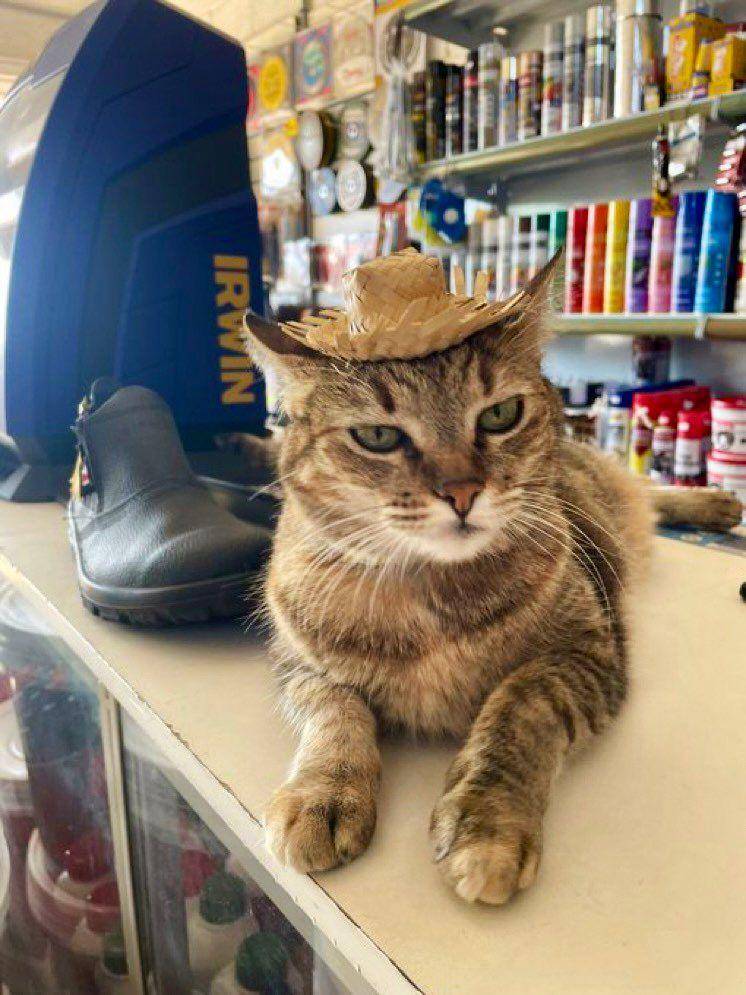 kucing di etalase (twitter.com/Bodegacats_)