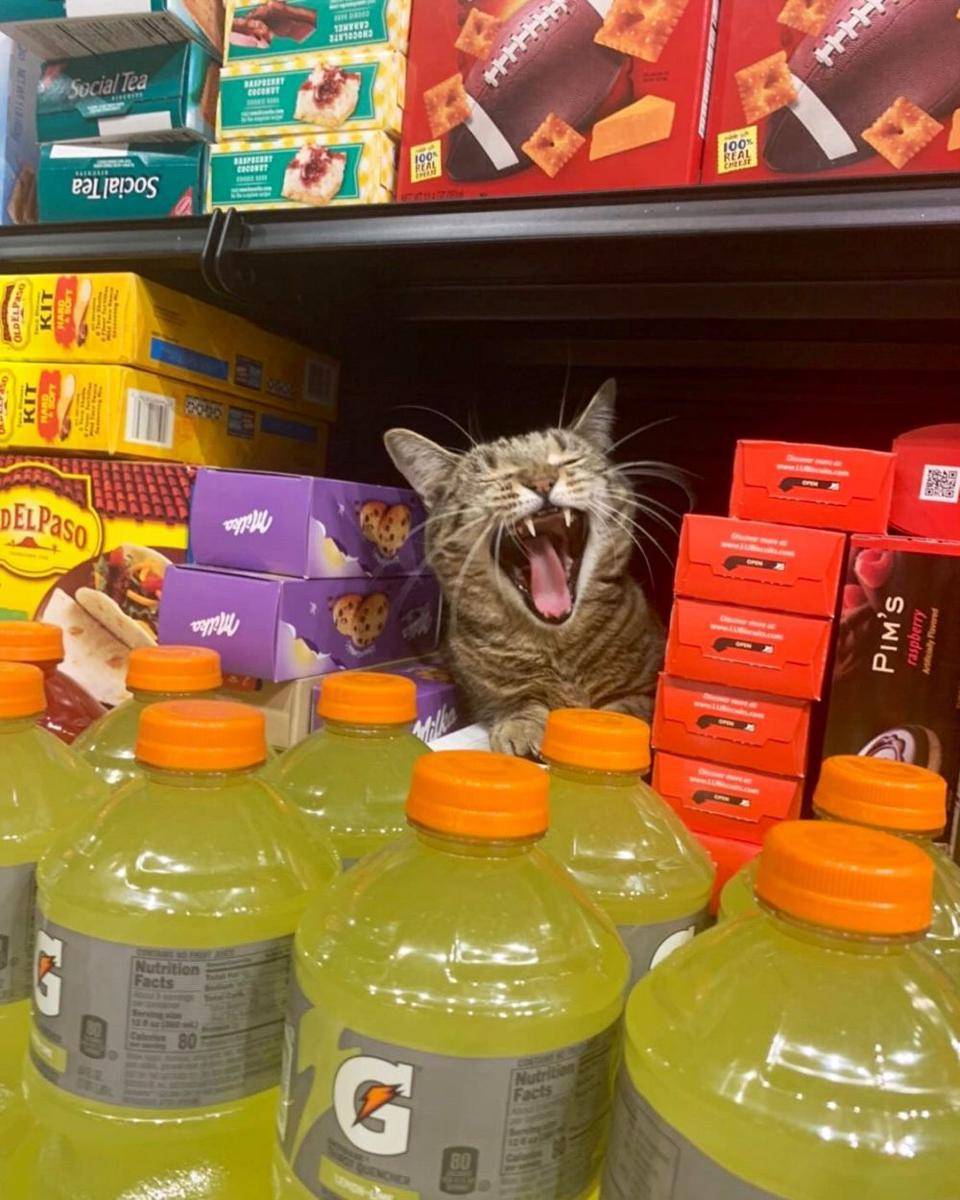 kucing di etalase (twitter.com/Bodegacats_)