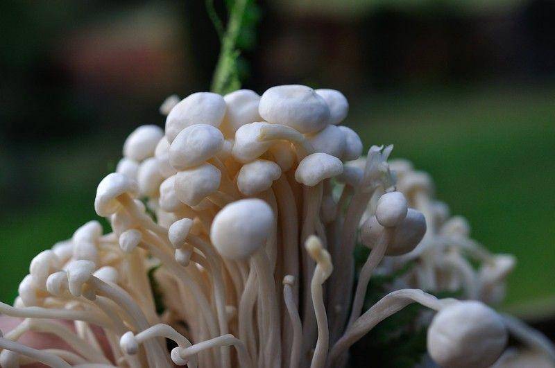 ilustrasi jamur enoki (Flickr.com/m.shattock)