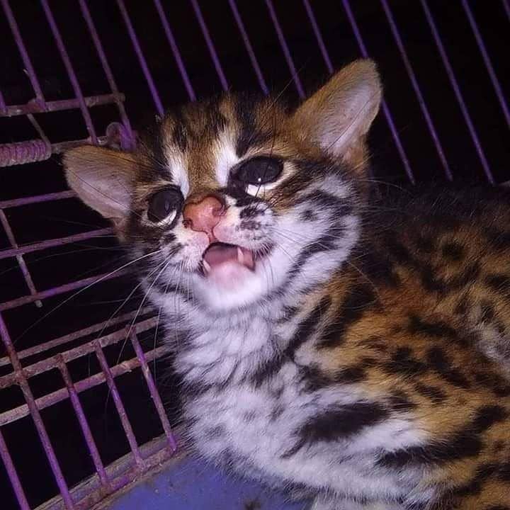 Kucing hutan di Kalimantan. Foto Instagram etnikbay