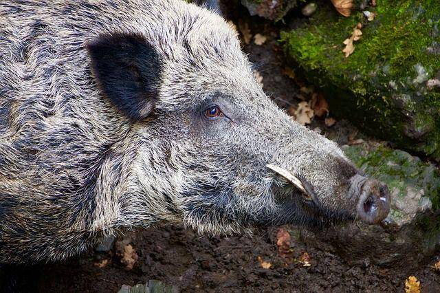 Babi hutan tampak dekat. (pixabay.com/422737-422737)