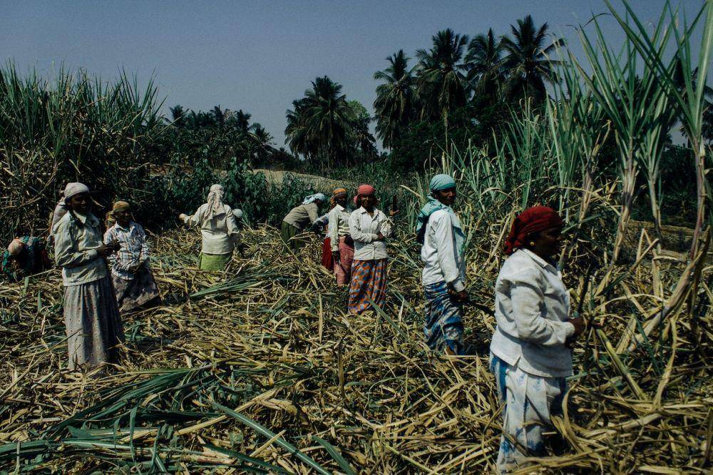 ilustrasi kebun tebu (https://www.pexels.com/id-id/@plato-terentev-3804555/)