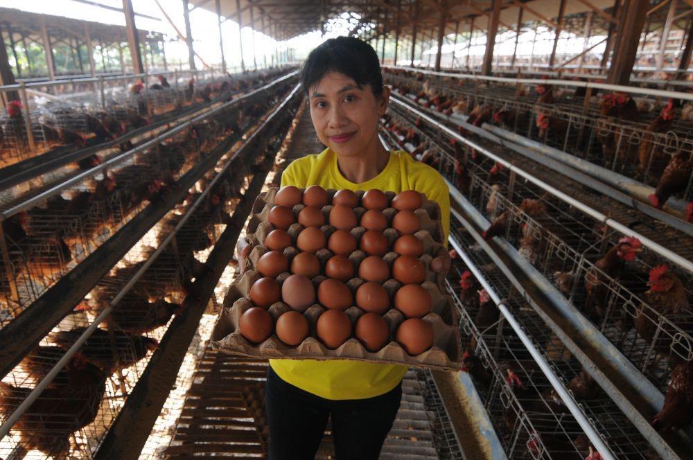 Harga Telur Ayam di Jabar Naik Jadi Rp32 Ribu Per Kilogram
