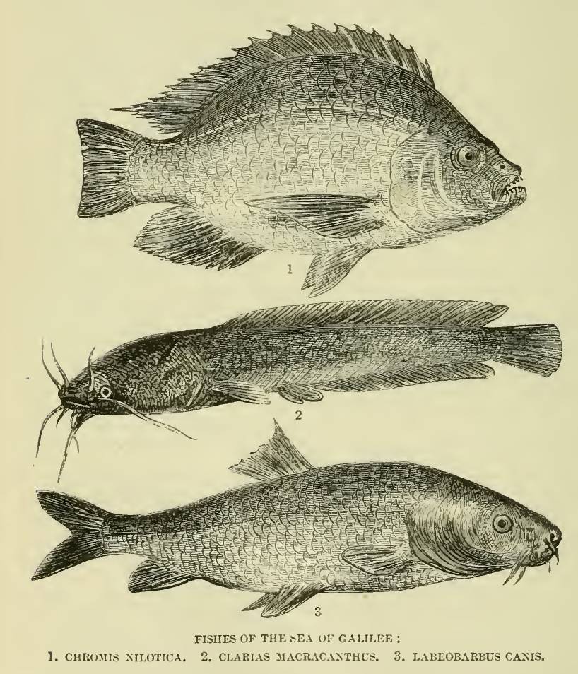 ilustrasi beberapa ikan yang ada di danau Galilea (commons.wikimedia.org/ Crispins C. Crispian)