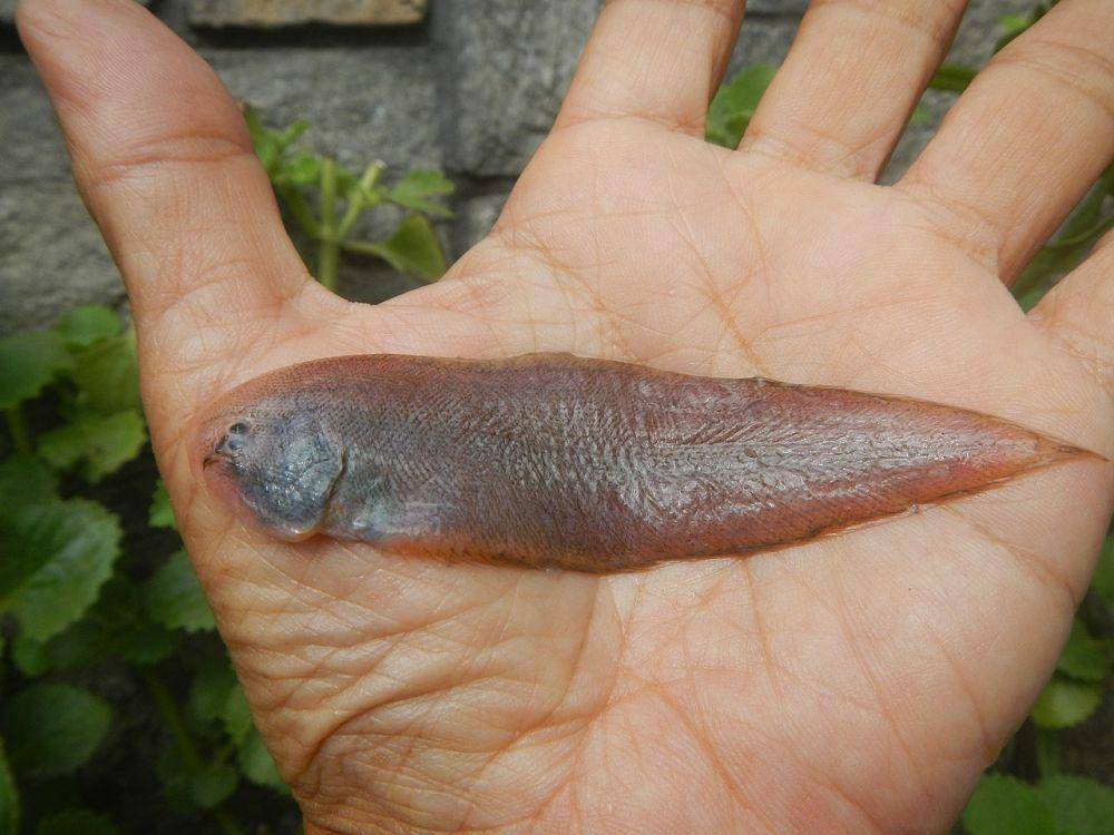 ikan lidah (commons.wikimedia.org/Judgefloro)