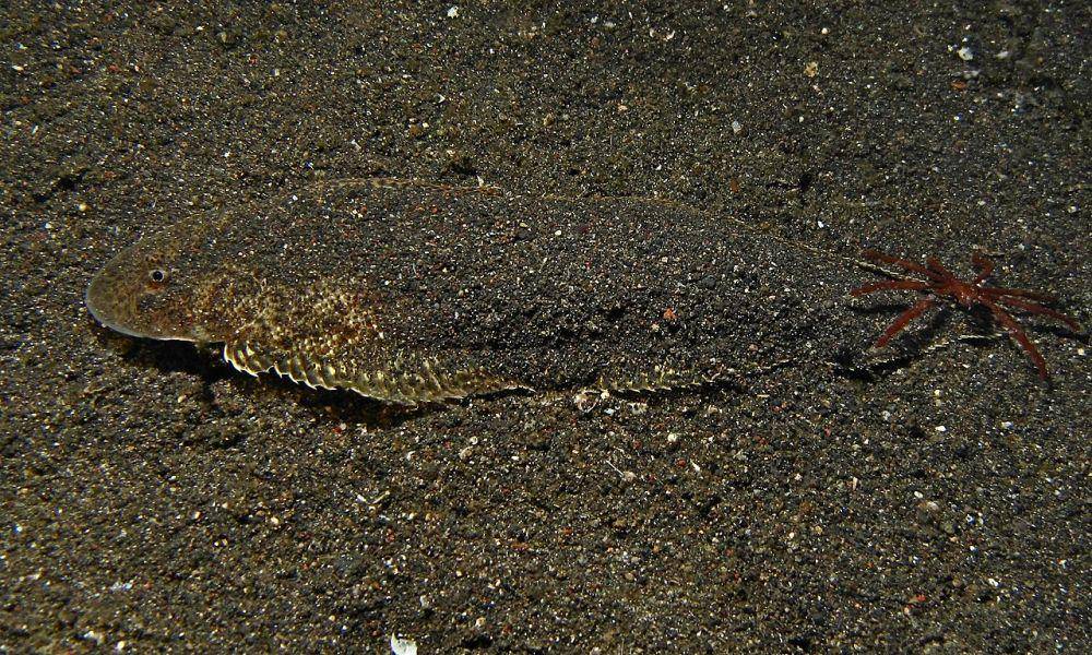 ikan lidah spesies Cynoglossus maccullochi (commons.wikimedia.org/Bernard DUPONT)