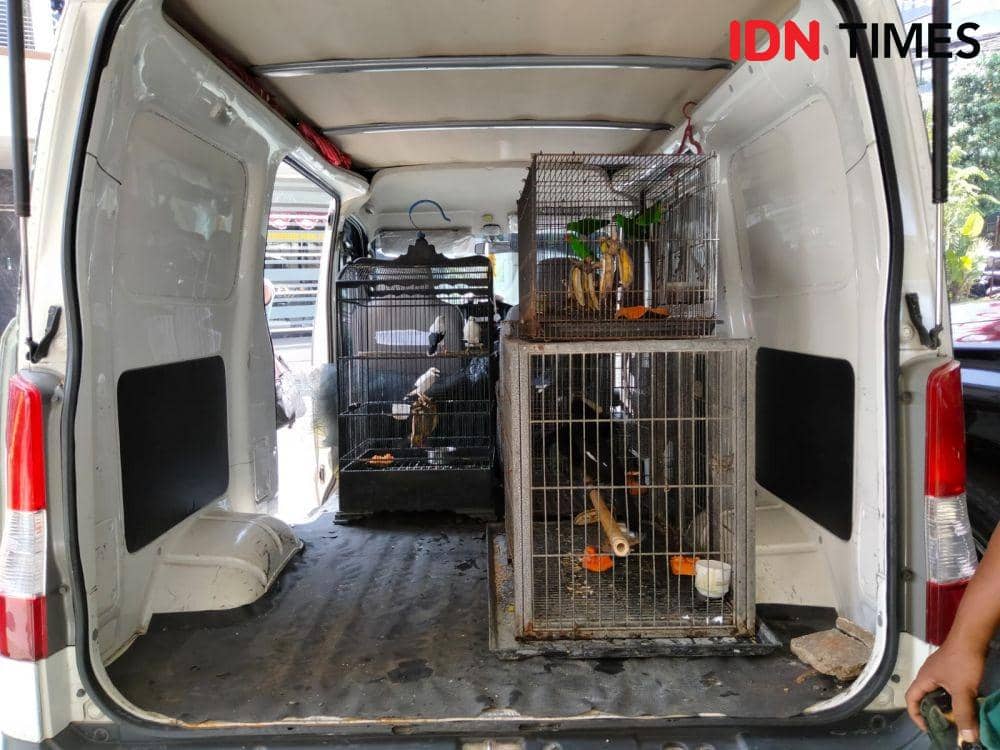 Sepanjang 2022, 700 Ekor Satwa Dilindungi Diselundupkan Masuk Jatim