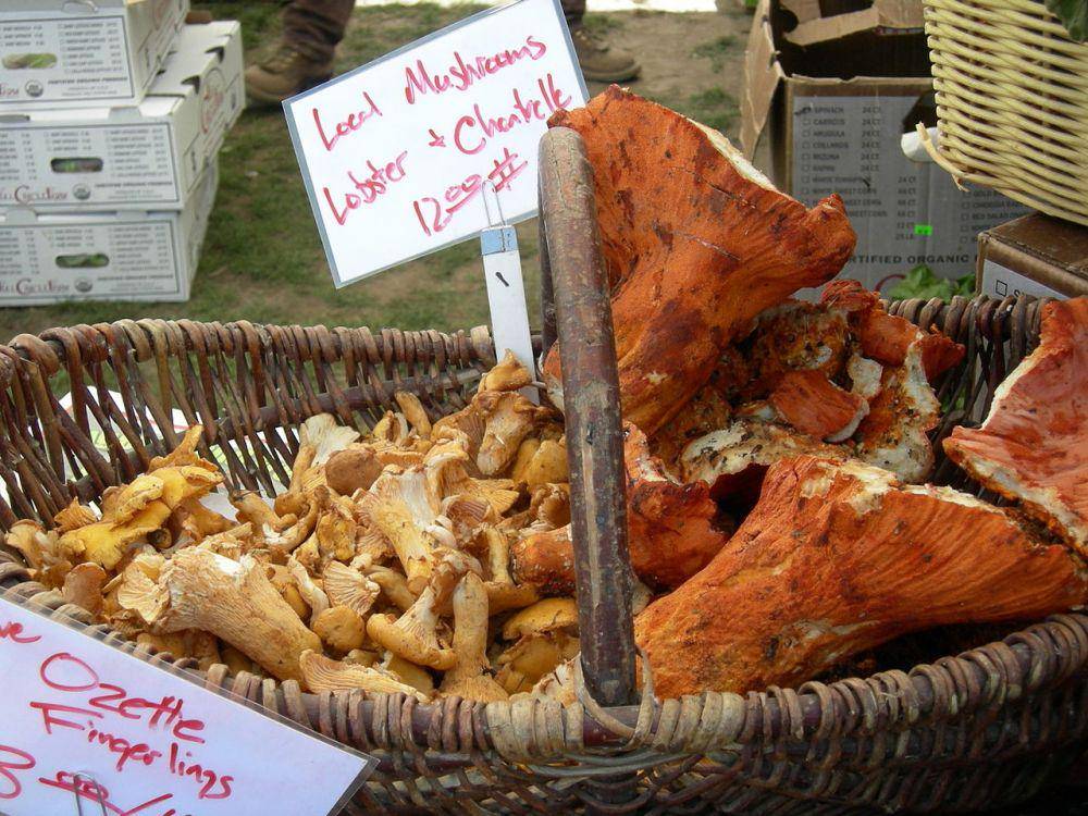 jamur chanterelle (kiri) dan jamur lobster (kanan) (Joe Mabel, CC BY-SA 3.0, via Wikimedia Commons