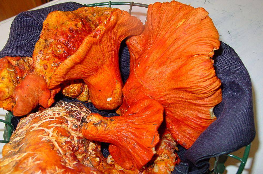 ilustrasi jamur lobster (Sharksbaja, CC BY 3.0, via Wikimedia Commons)