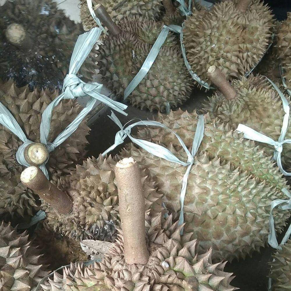 Kebun Durian Wagir, Malang (instagram.com/morryvd)