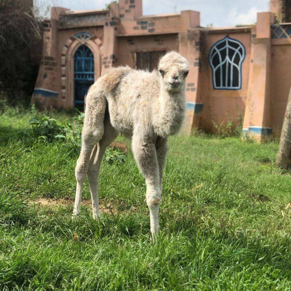 unta di Batu Secret Zoo (instagram.com/batusecretzoo.official)