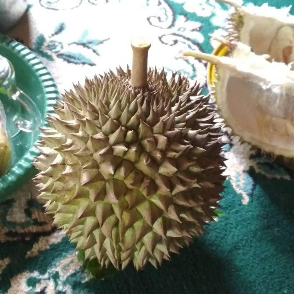 Ilustrasi durian (instagram.com/kangobenk)