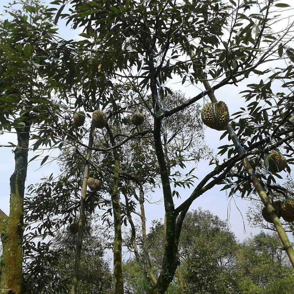 Kebun Durian Warso Farm, Bogor (instagram.com/ghakus)