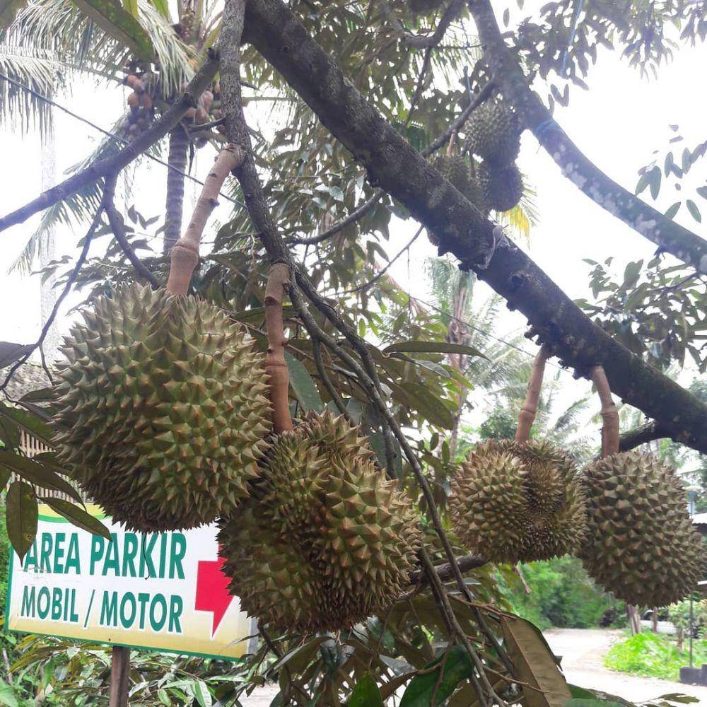 Kebun Durian Candimulyo, Magelang (instagram.com/kebundurian)