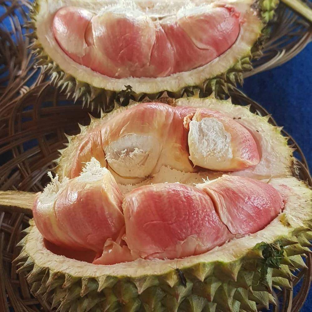 Kampung Durian Songgon, Banyuwangi (instagram.com/listypamungkas)