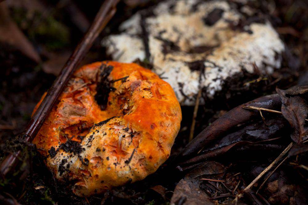 jamur russula (belakang) dan jamur lobster (depan) (USFWS - Pacific Region, Public domain, via Wikimedia Commons)