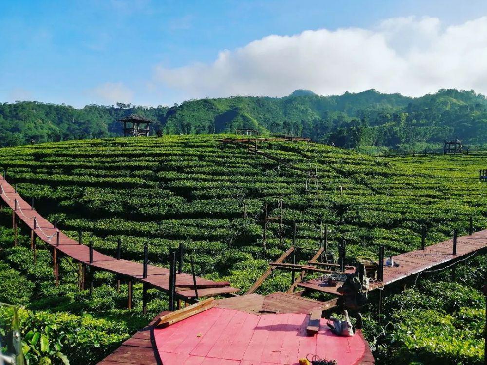 5 Fakta Kebun Teh Gunung Gambir Jember, Meneduhkan Pandanganmu!