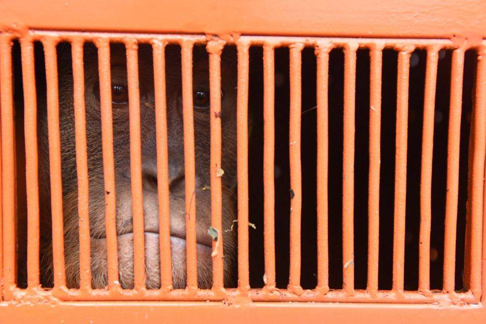Jodet mengintip dari dalam kandang angkut. Dia adalah orangutan hasil sitaan dari WPS di Sumenep, Jawa Timur pada Maret 2022 lalu. (ANTARA FOTO/Fransisco Carolio)