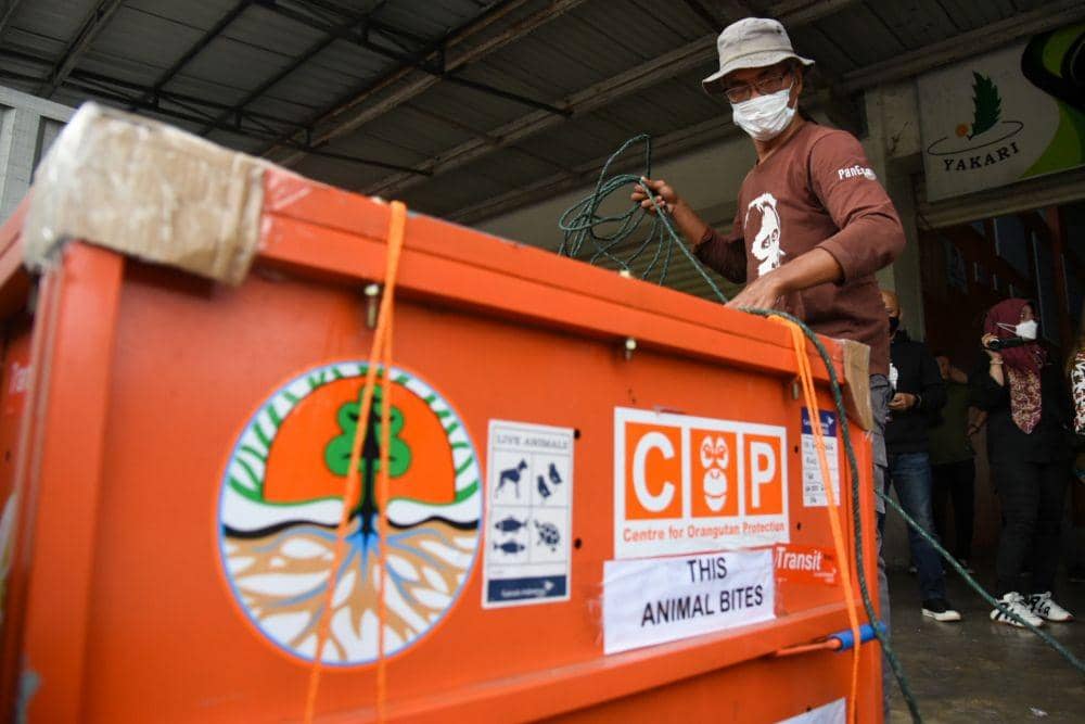 Petugas mengikat kandang yang berisi Jodet, orangutan sumatra (Pongo abelii) setibanya di Terminal Cargo Bandara Kualanamu, Deli Serdang, Sumatera Utara, Kamis (25/8/2022). (ANTARA FOTO/Fransisco Carolio)