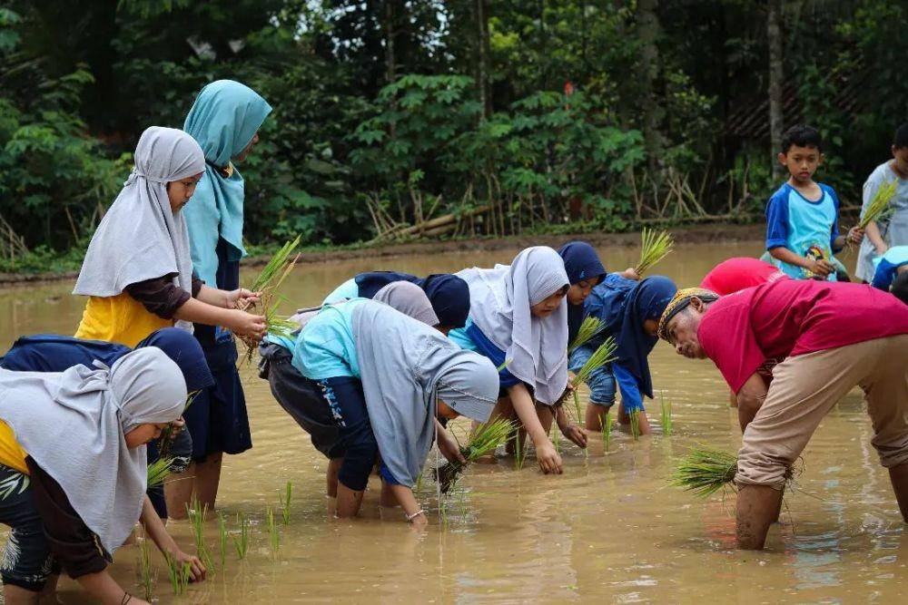 menanam padi di Desa Lerep (instagram.com/desawisatalerep | instagram.com/ahsan_ungaran)