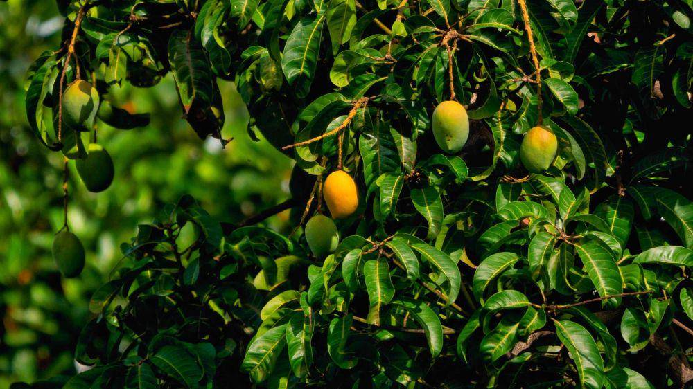 ilustrasi mangga (unsplash.com/@rpbiswal)