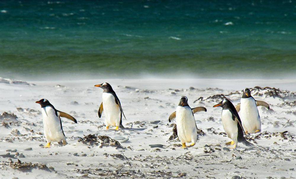 ilustrasi populasi penguin di daerah kutub (Pixabay.com/lorilorilo)