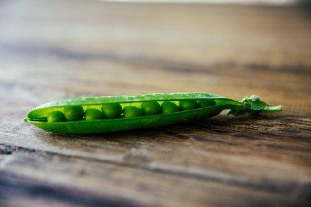 Ilustrasi spanish peas (unsplash.com/rachaelgorjestani)