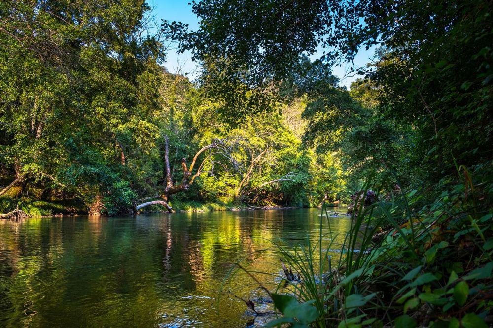 ilustrasi hutan tropis (Pixabay.com/Atlantios)