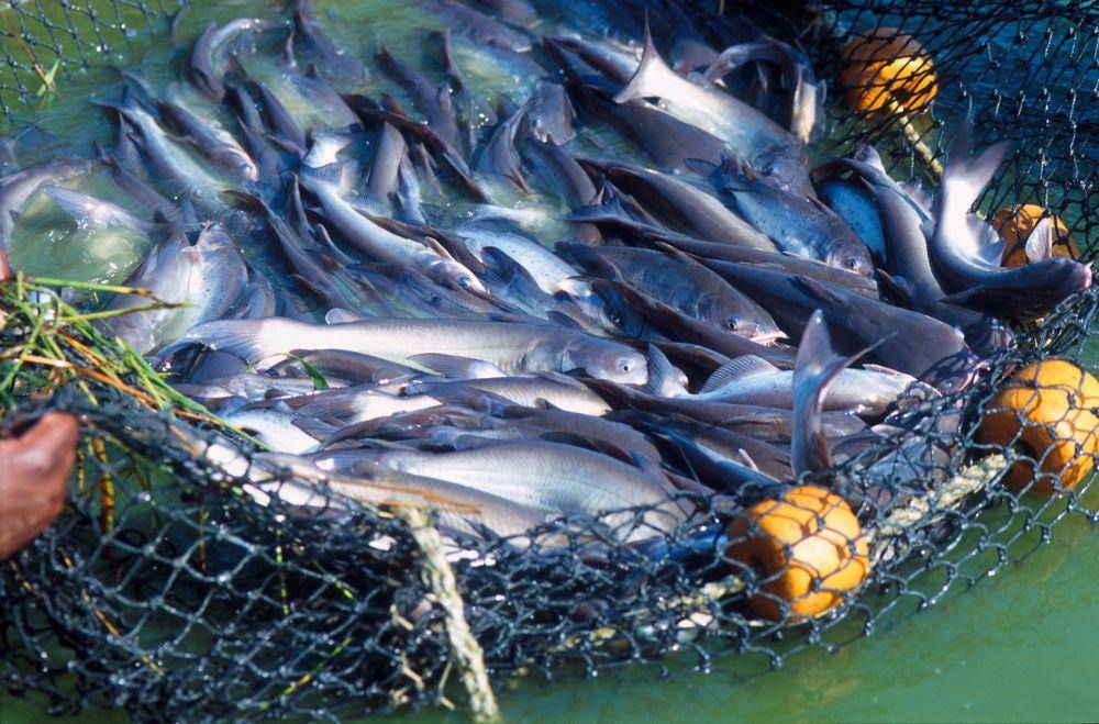 ilustrasi panen ikan patin (publicdomainpictures.net/Jean Beaufort)