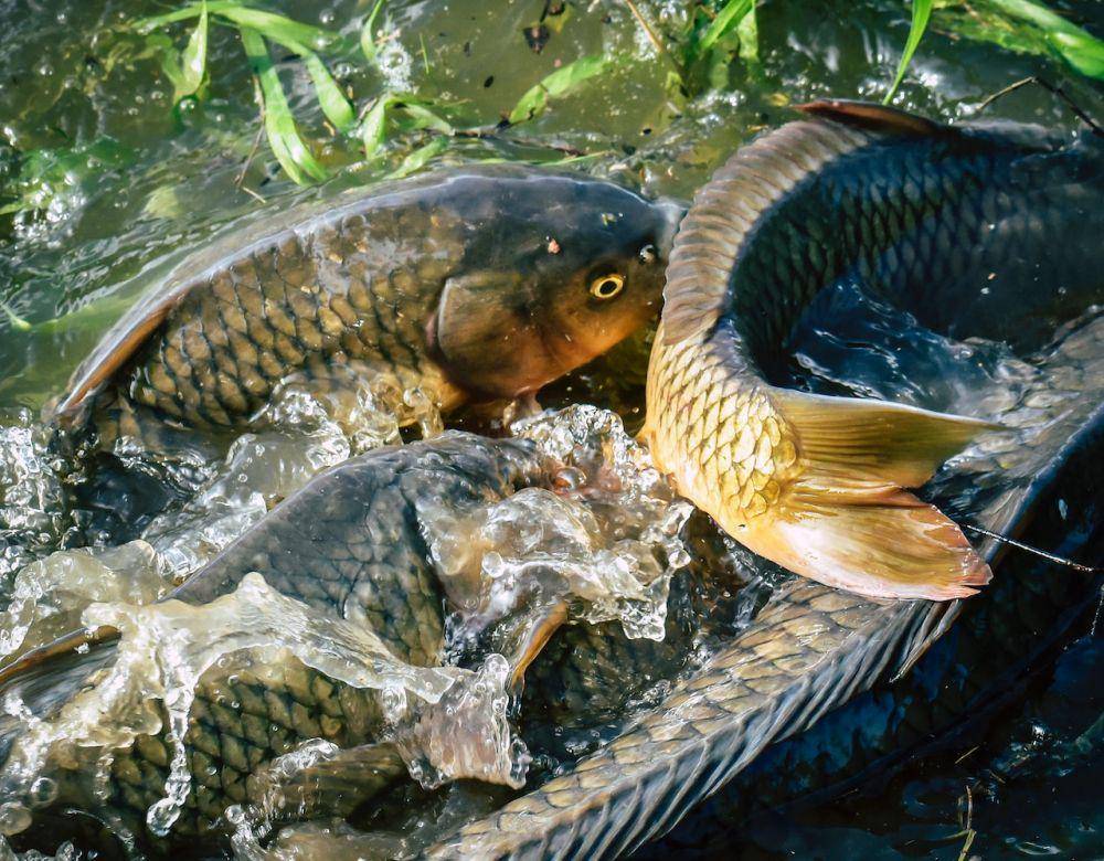 ilustrasi ikan air tawar yang dibudidayakan (pexels.com/Chris F)