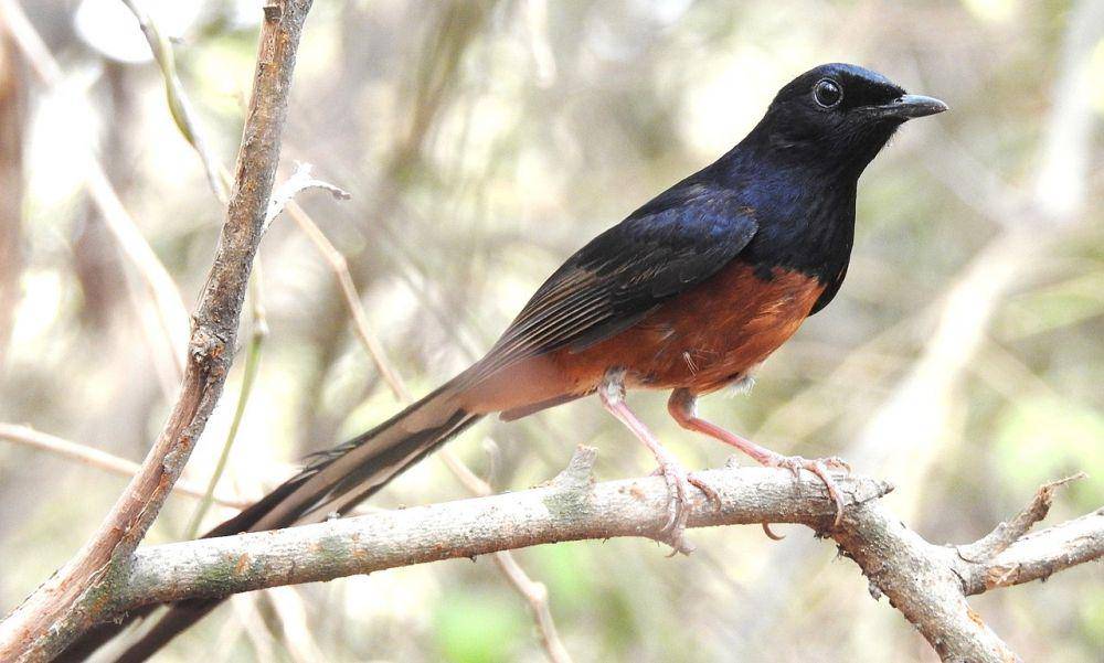 ilustrasi burung murai di alam liar (wikimedia.org/Dr. Raju Kasambe)