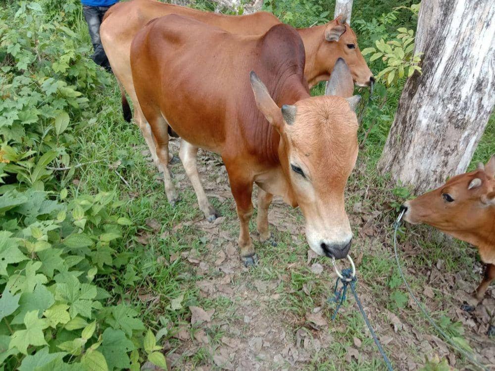 Mobil Pencuri Ternak Sapi Terjebak di Lumpur, 3 Orang Ditangkap