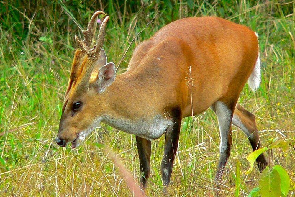 kijang muncak jantan (commons.wikimedia.org/Bernard DUPONT)