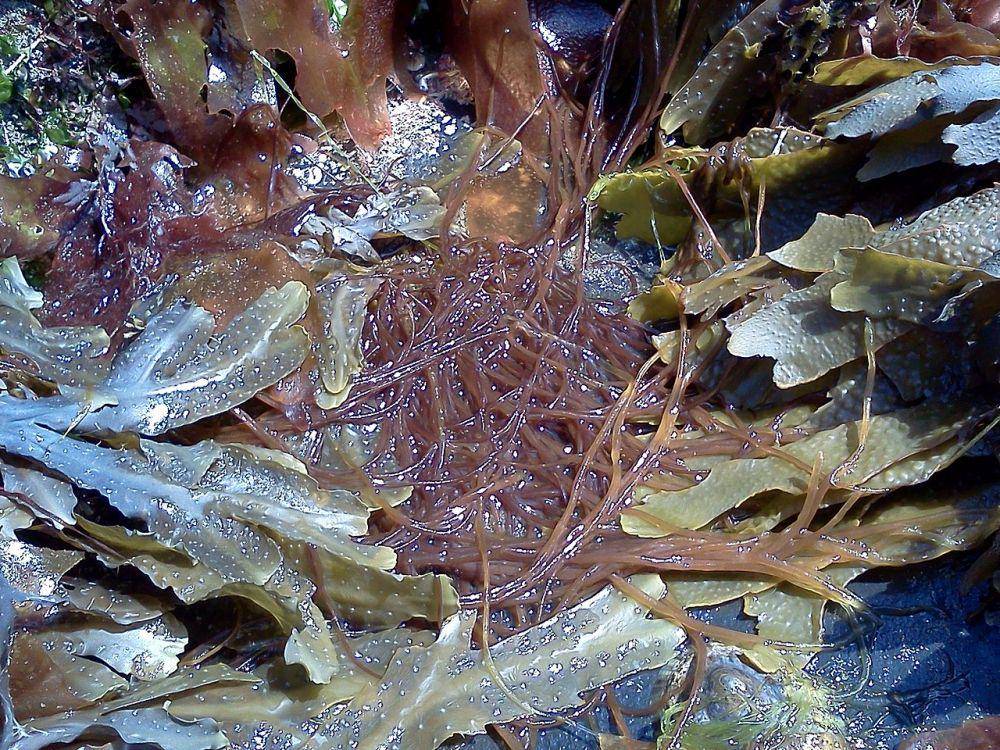 ilustrasi spesies rumput laut (wikimedia.org/Seaweedgirl1)