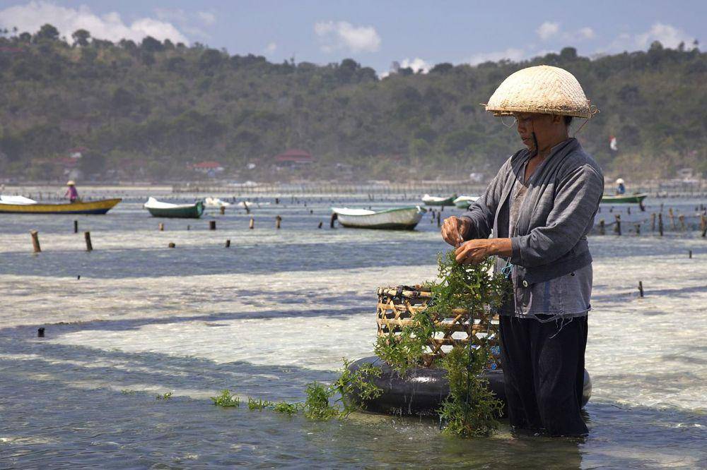 ilustrasi pembudidayaan rumput laut di Indonesia (wikimedia.org/Jean-Marie Hullot)