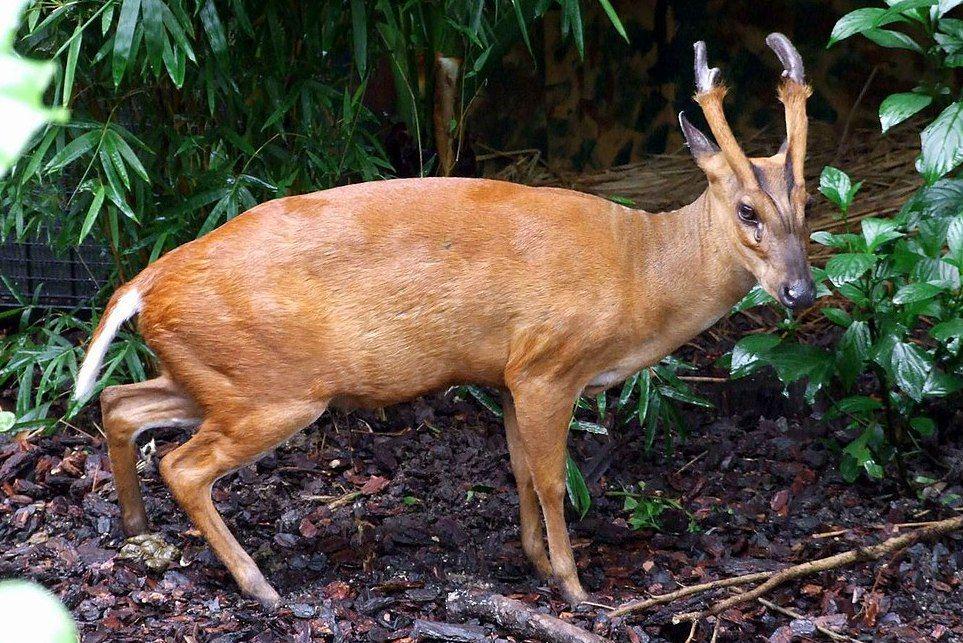 9 Fakta Unik Kijang Muncak, Mamalia dengan Jumlah Kromosom Terendah