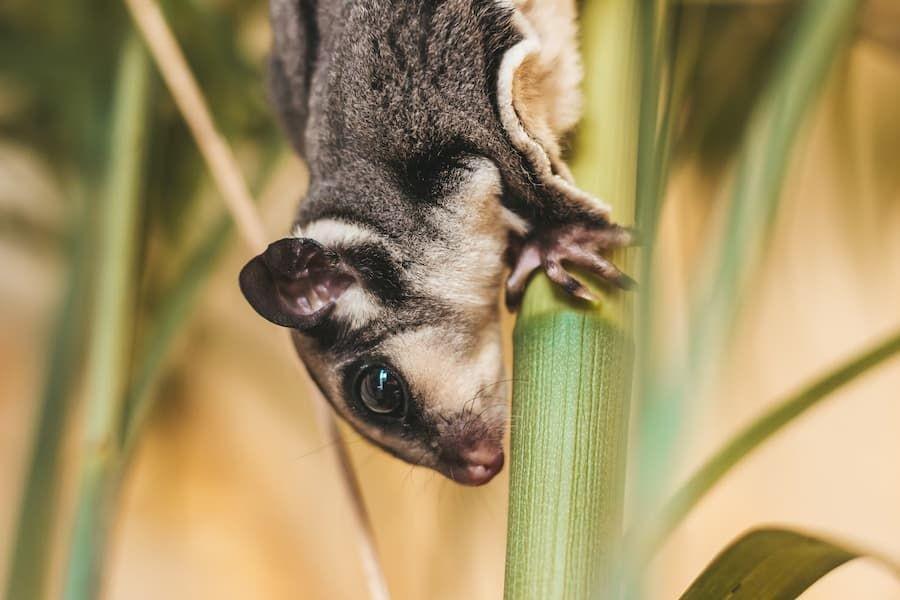 15 Fakta Unik Sugar Glider, Peliharaan yang Lucu dan Lincah
