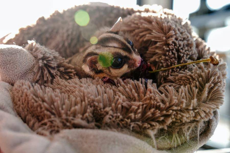 ilustrasi sugar glider (pexels.com/Henry Lai)