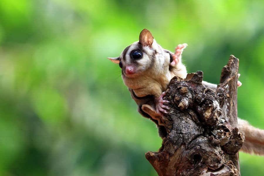 ilustrasi sugar glider (freepik.com/kuritafsheen77)