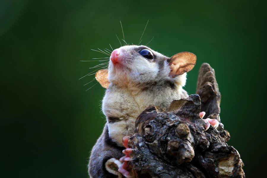 ilustrasi sugar glider (freepik.com/kuritafsheen77)