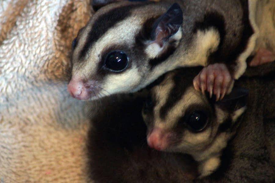 ilustrasi sugar glider (pixabay.com/gayleenfroese2)