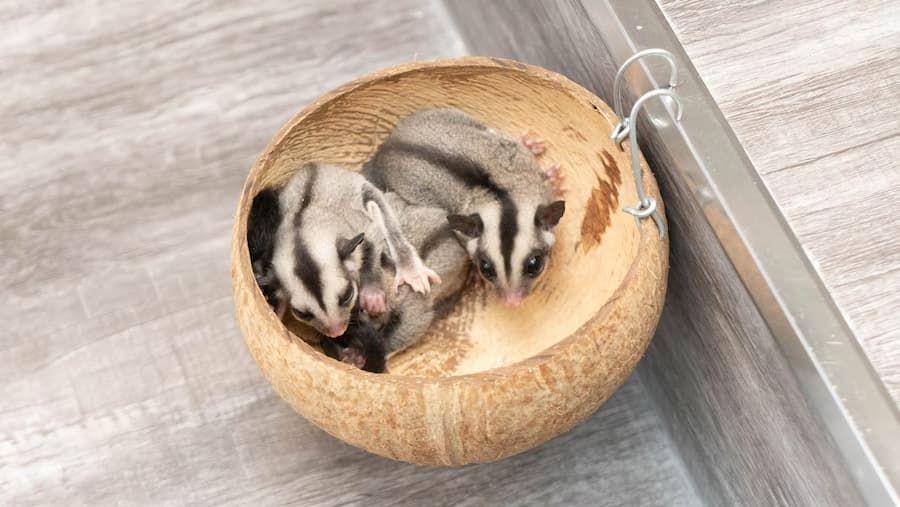 ilustrasi sugar glider (unsplash.com/Đồng Phục Hải Triều)