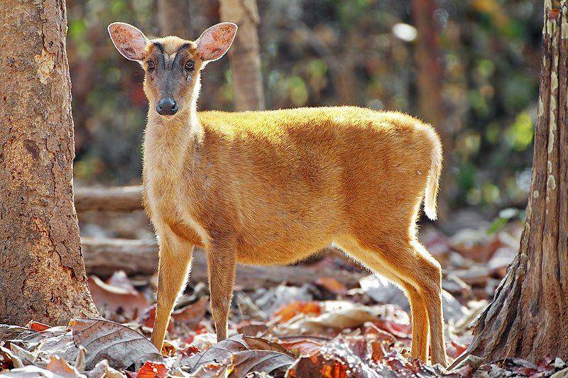 kijang muncak betina (commons.wikimedia.org/ JJ Harrison)