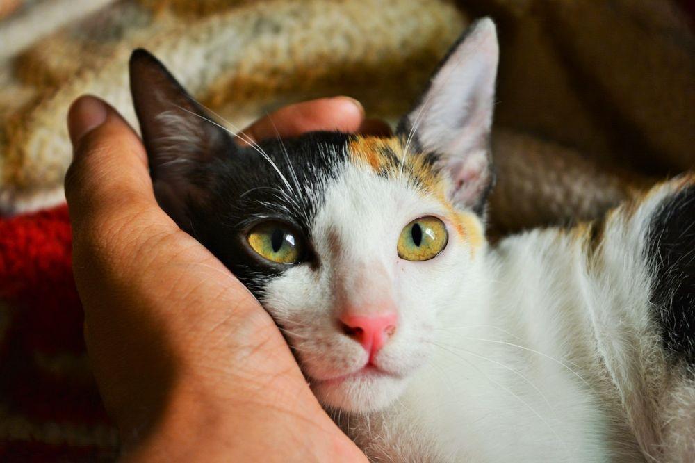 6 Cara PDKT dengan Kucing. Biar Cepat Dekat sama Anabul!